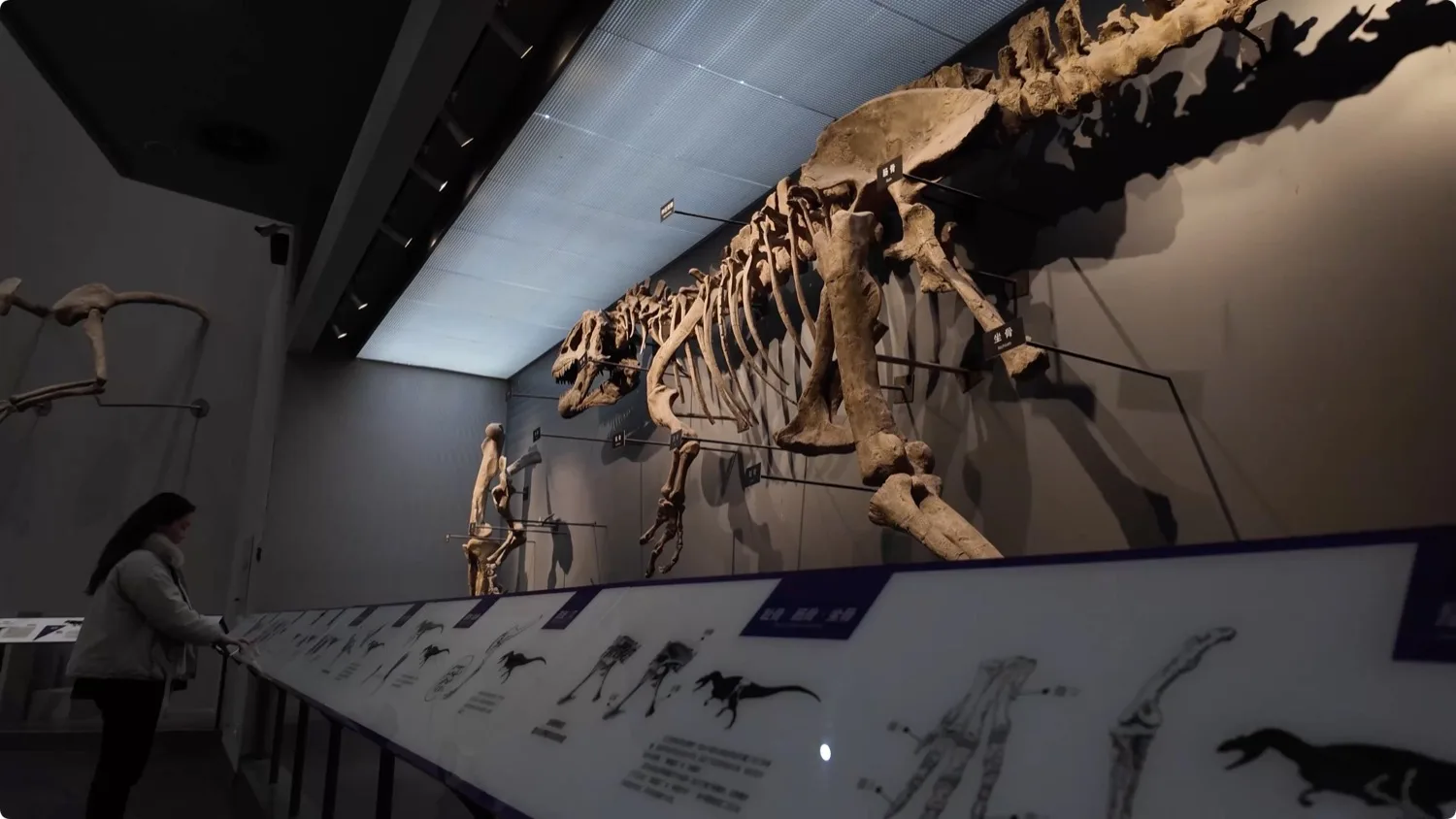 Chongqing Natural History Museum