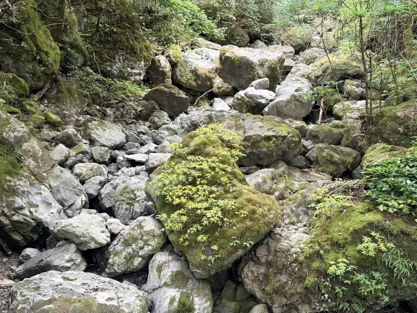 Golden Buddha Mountain Jinfo Mountain Hiking Trail Picture