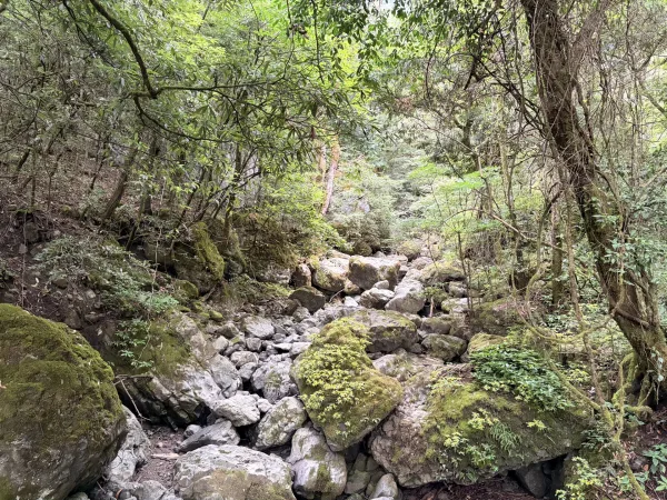 Golden Buddha Mountain Jinfo Mountain Hiking Trail Picture
