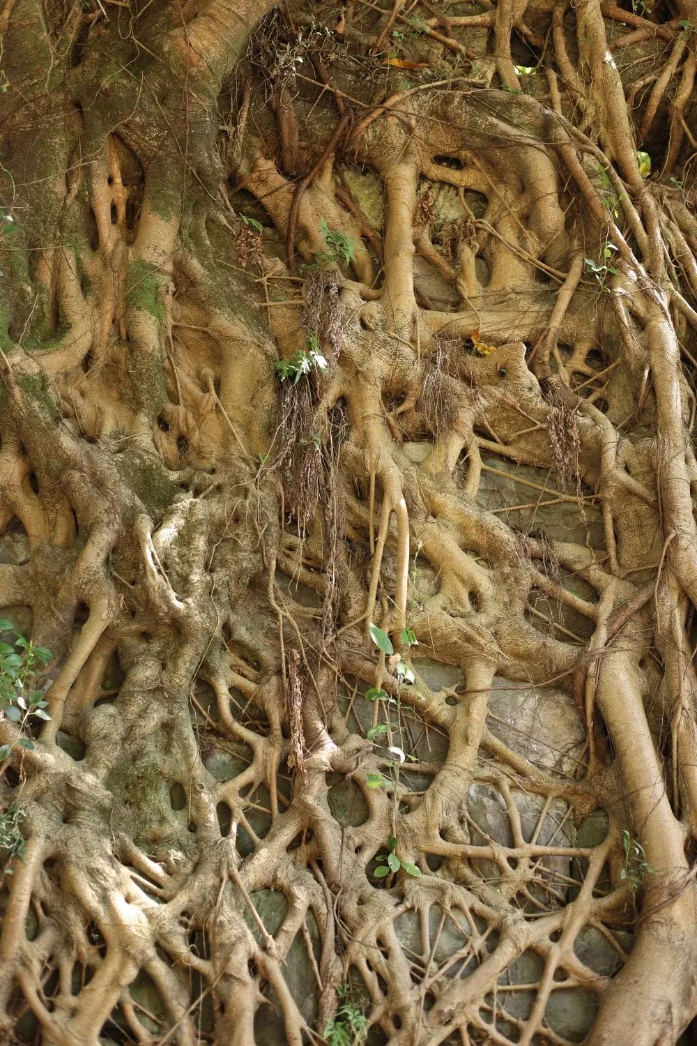 Qijiang Dongxi Ancient Town Huangge Tree Roots
