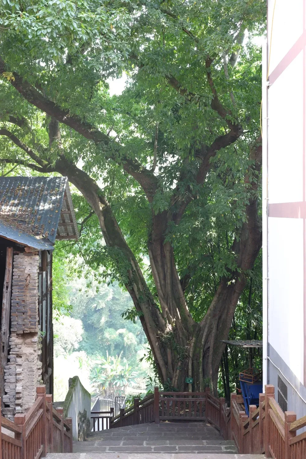 Qijiang Dongxi Ancient Town6