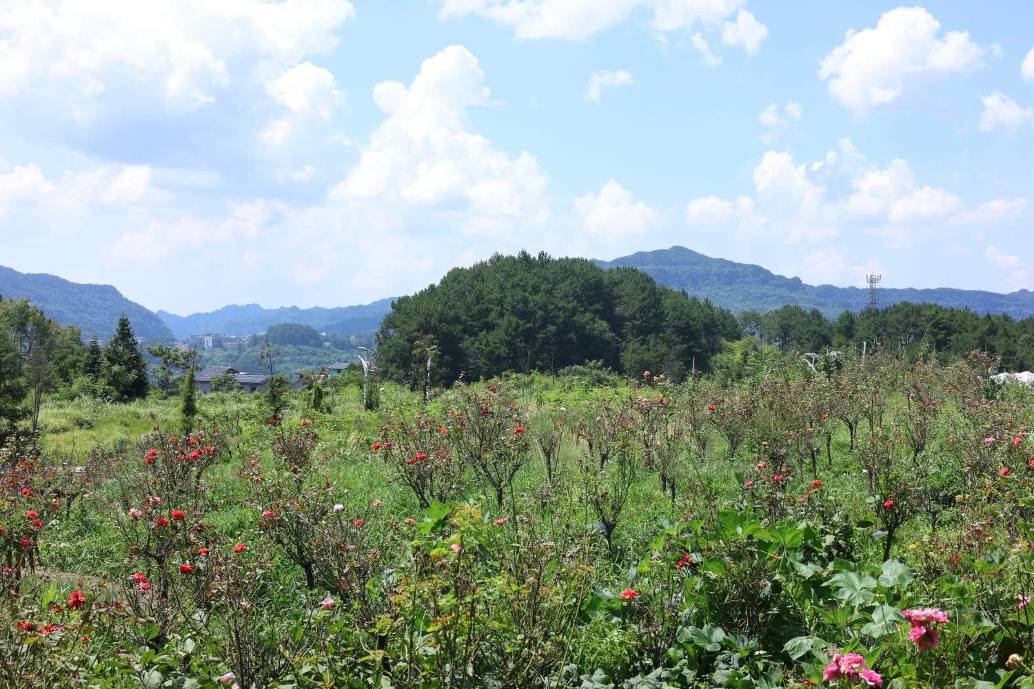 Qijiang Gaomiaoba Ecological Tourism Area