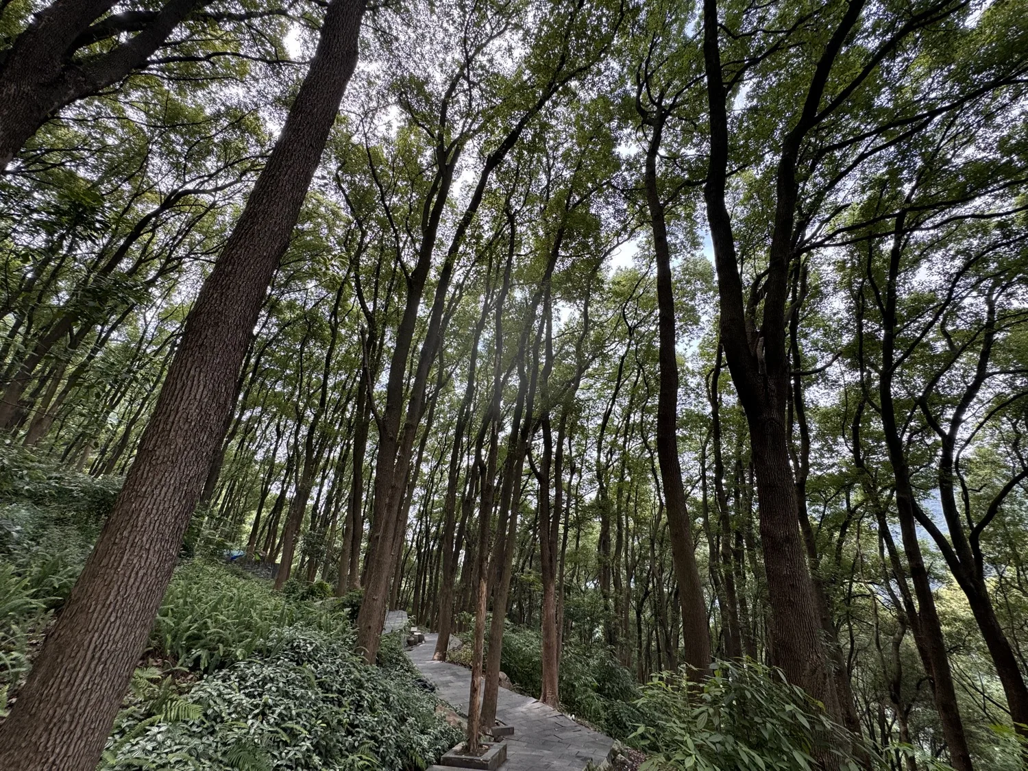 Tieshanping Xiajiang Hiking Trail