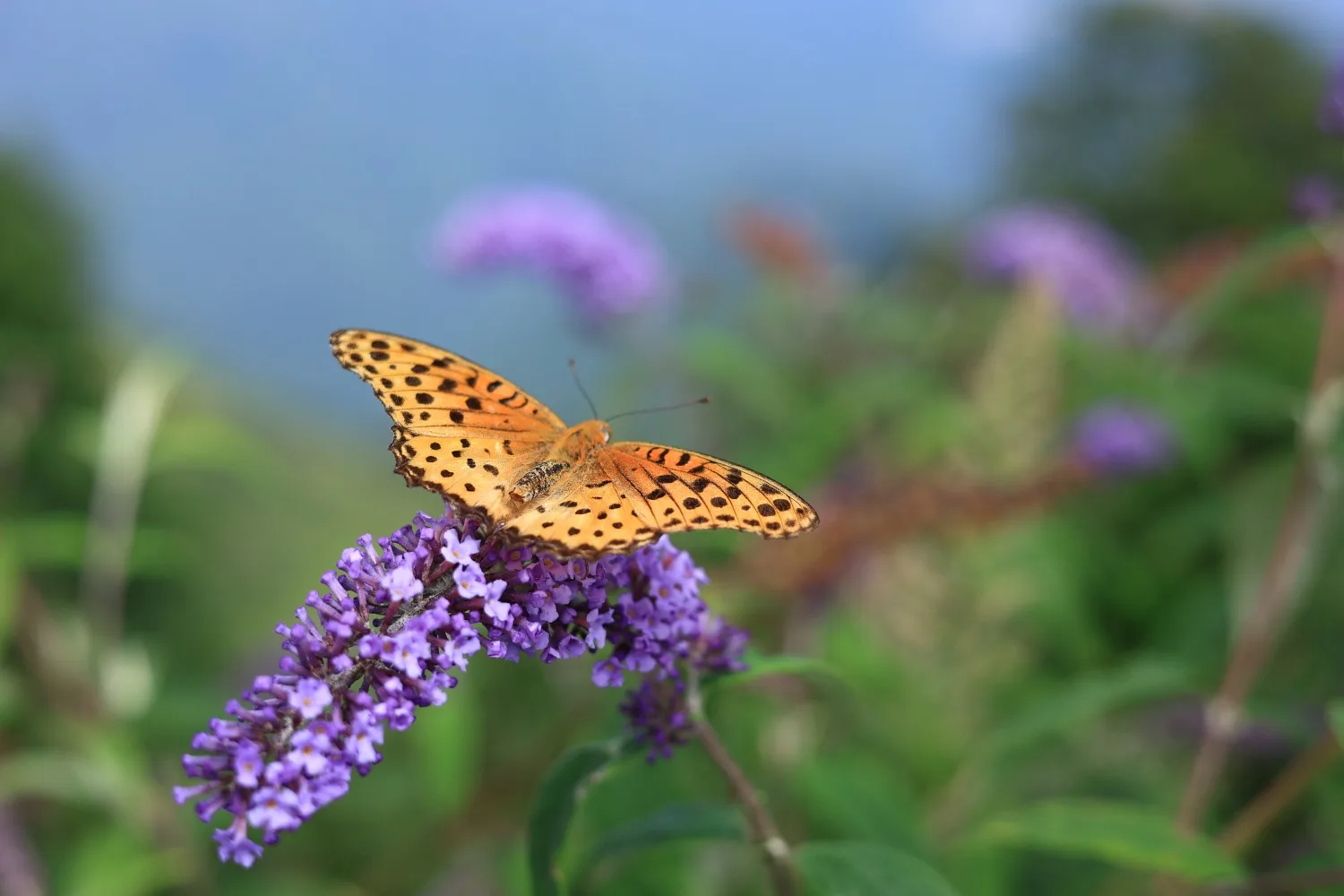 Wansheng Shizicao Road Trip