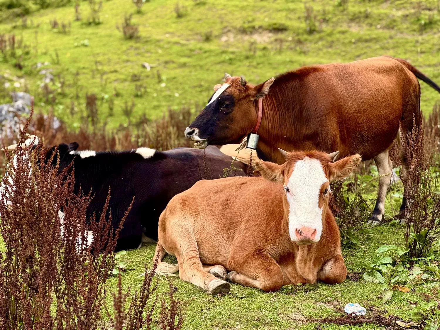 Chongqing Fuling Qiluping Hiking Trail