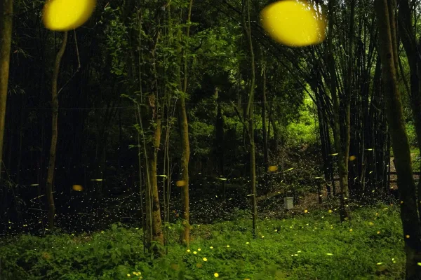 Firefly Valley Farm