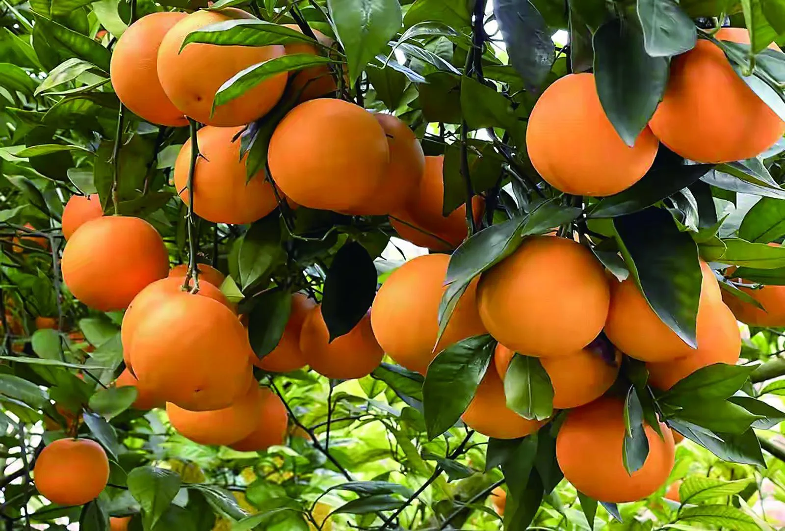 Fengjie Navel Oranges