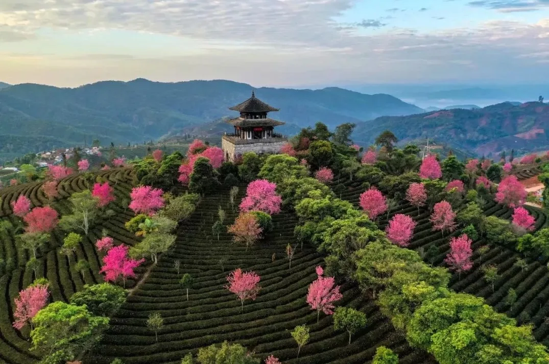 China Pu’er Tea Exhibition Garden