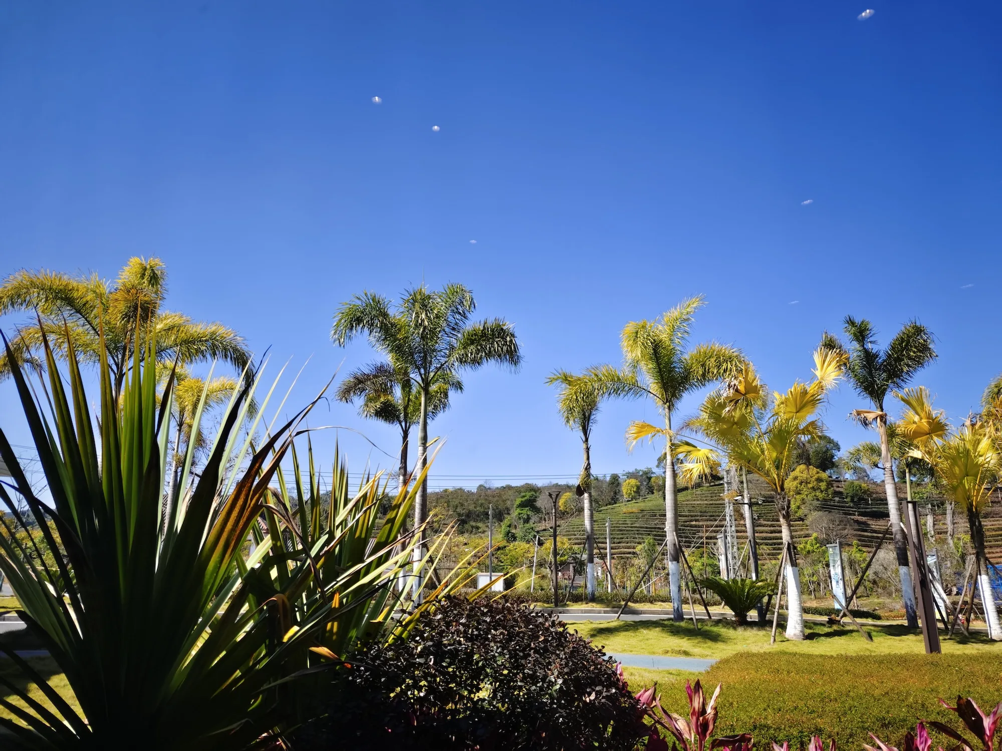 Chinese City of Tea PuEr