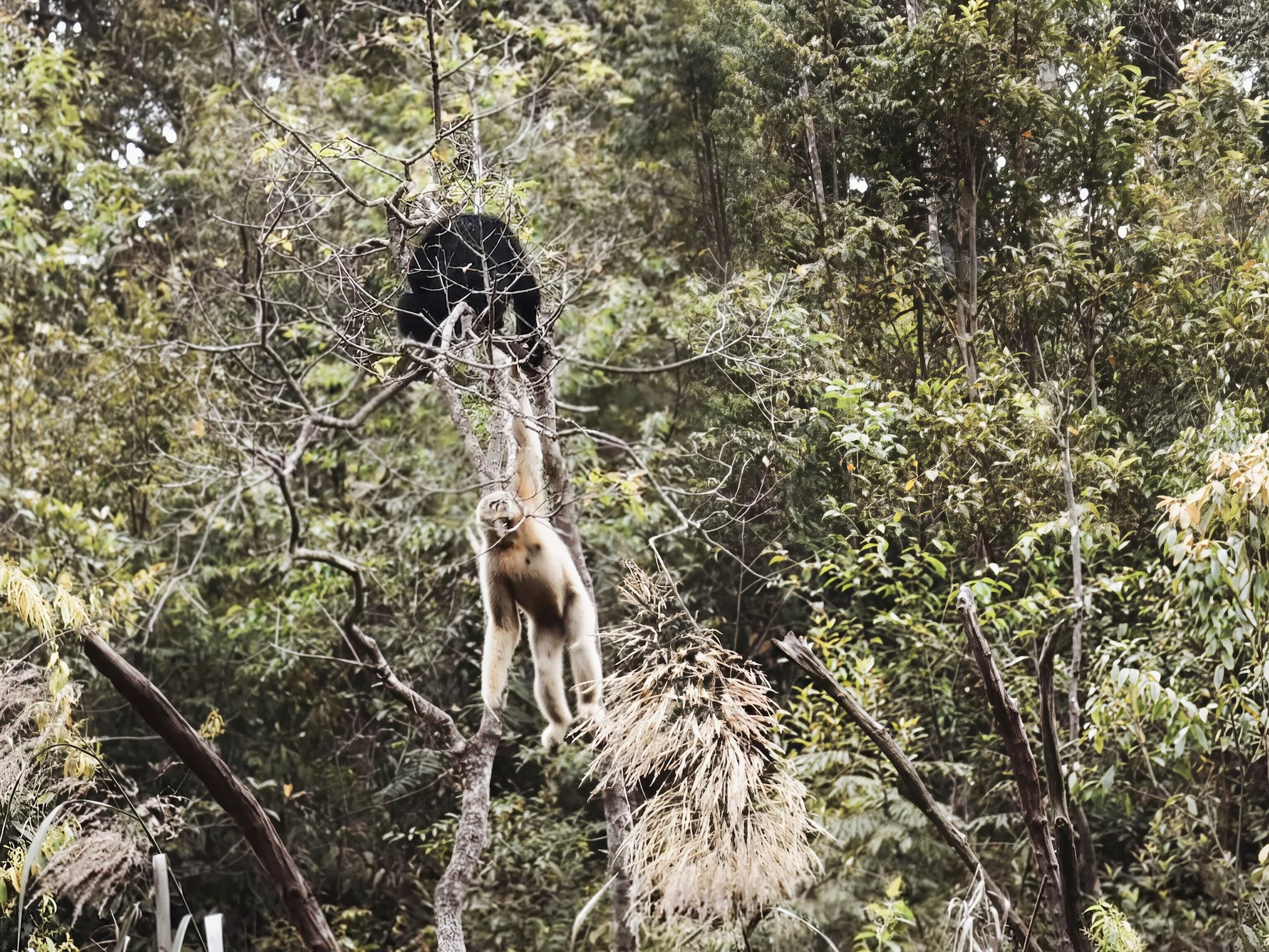 Gibbons at PuEr Sun River Forest Park