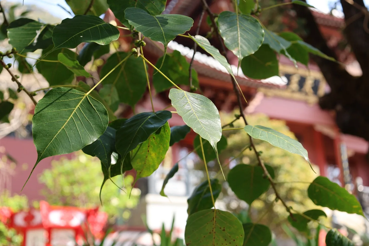 Jizu Mountain BaoEn Temple Bodhi Tree Leaf