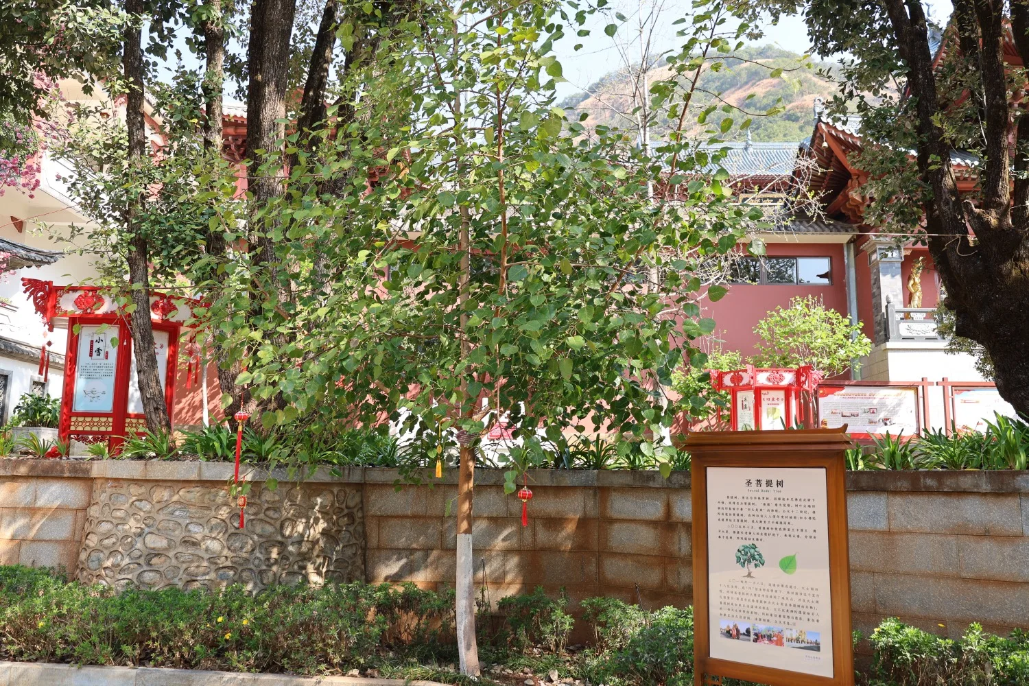 Jizu Mountain BaoEn Temple Bodhi Tree