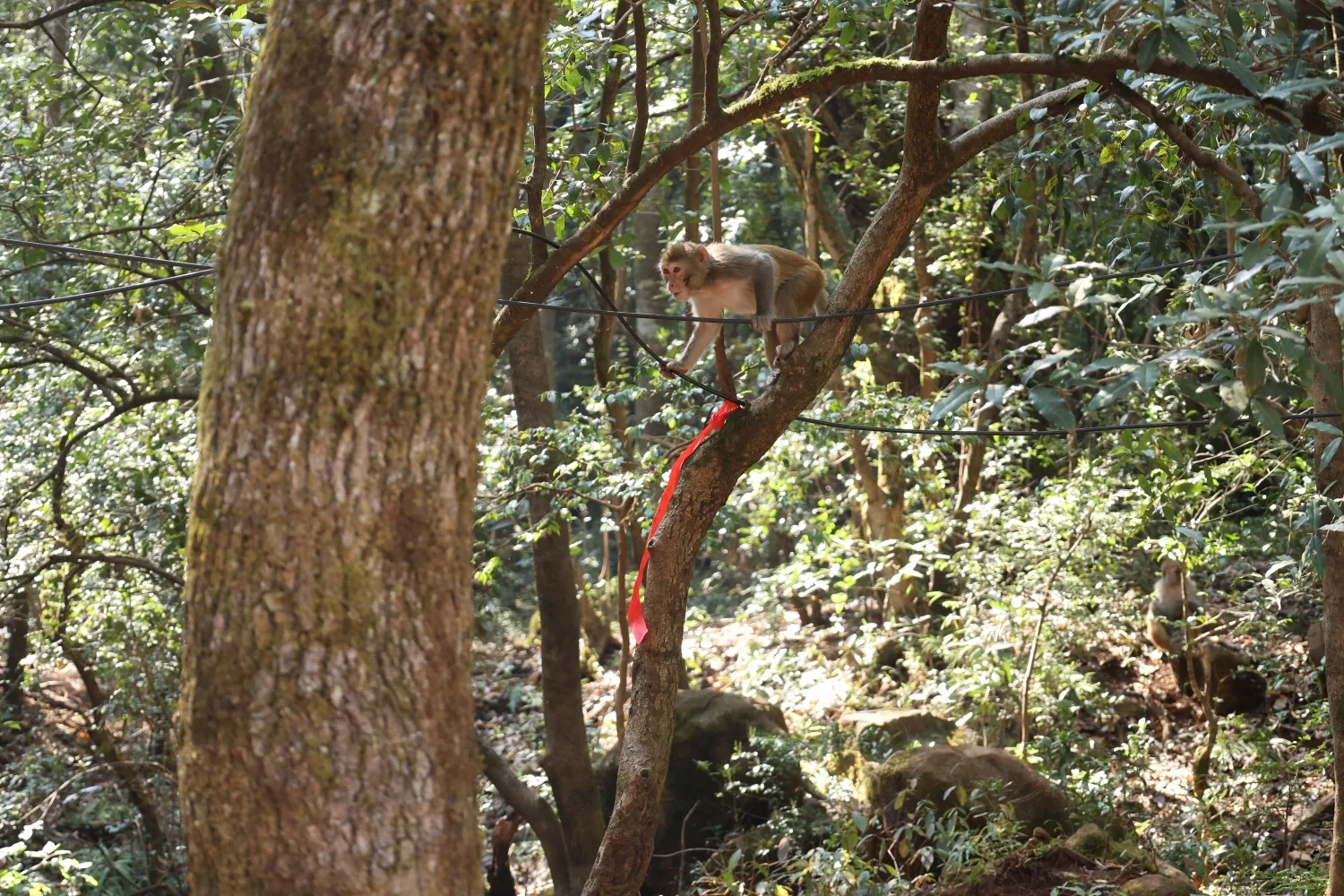 Monkeys at Jizu Mountain