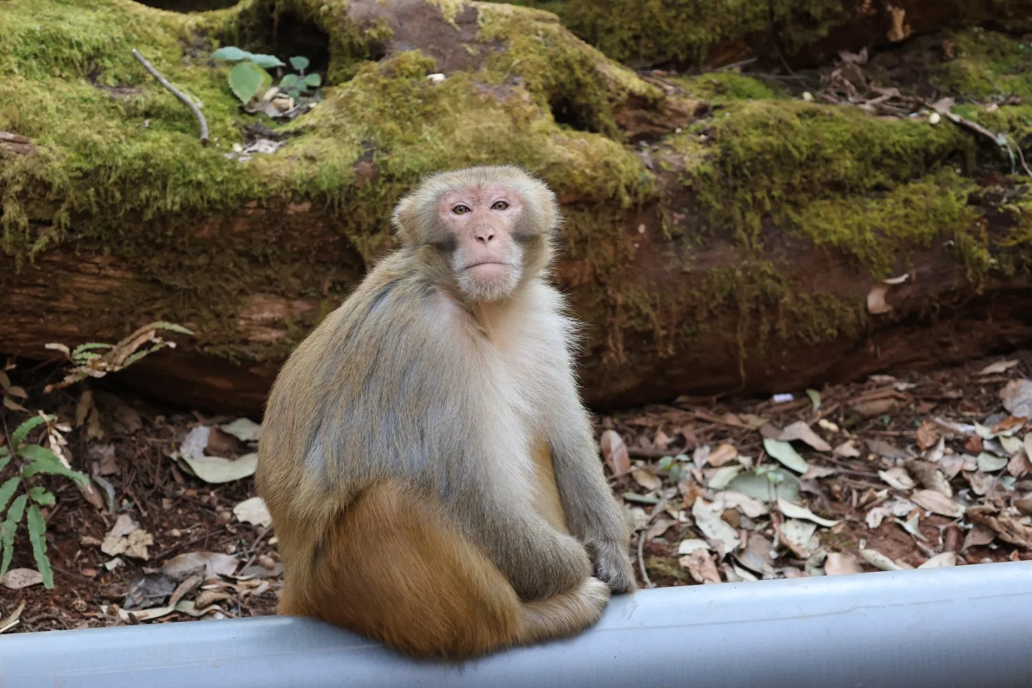 Monkeys at Jizu Mountain