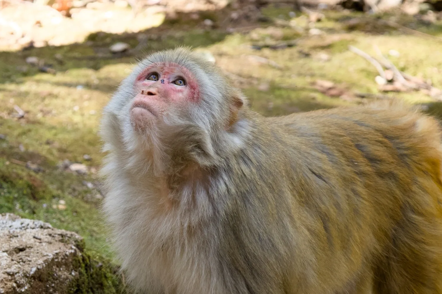Monkeys at Jizu Mountain