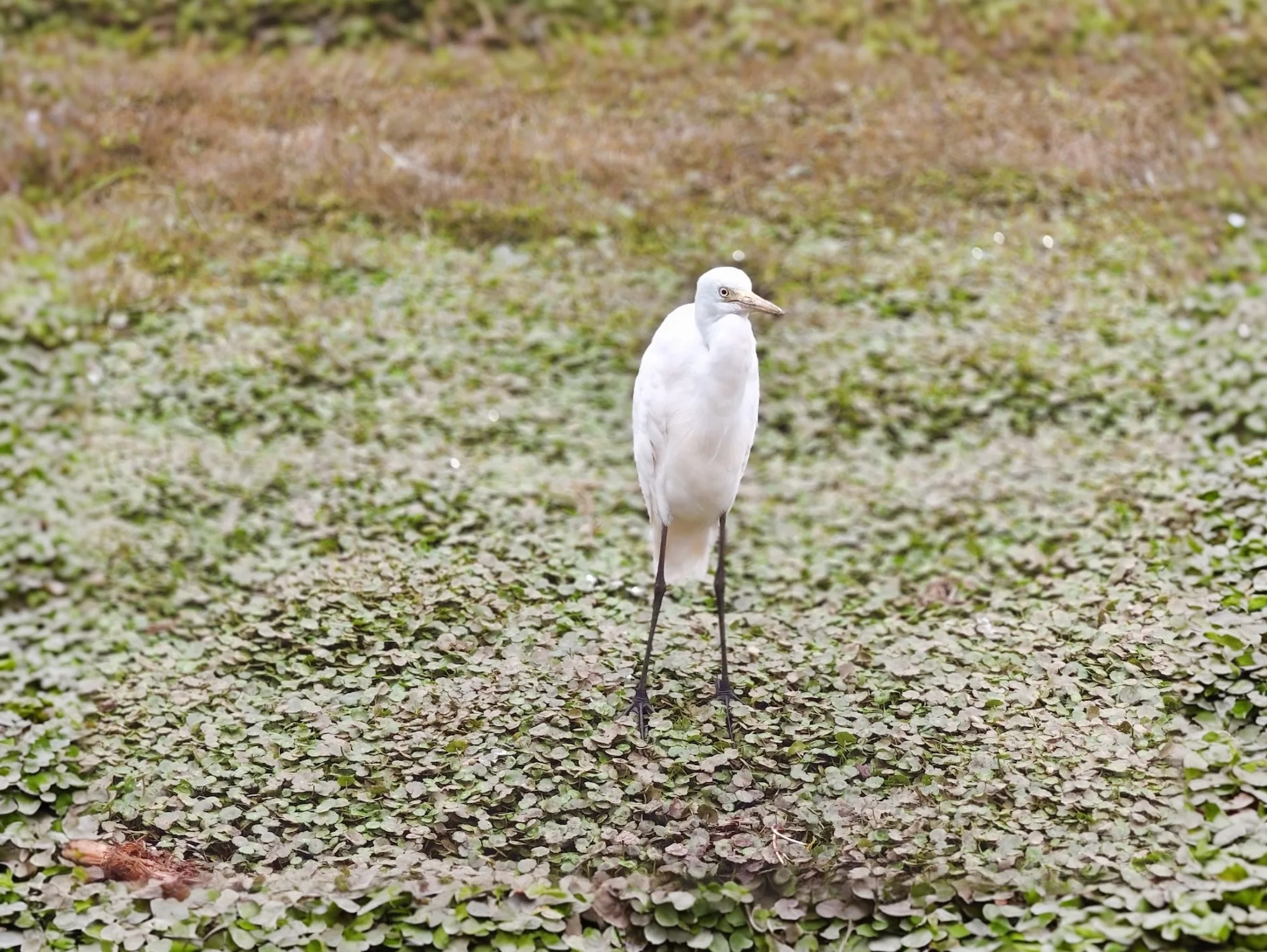 PuEr Sun River Forest Park
