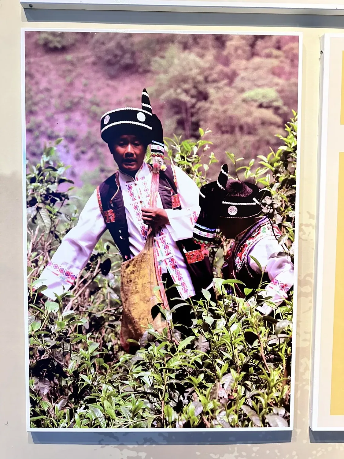 A man wearing traditional custume picking tea leaves
