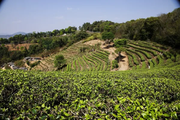 Pu'Er, the tea capital