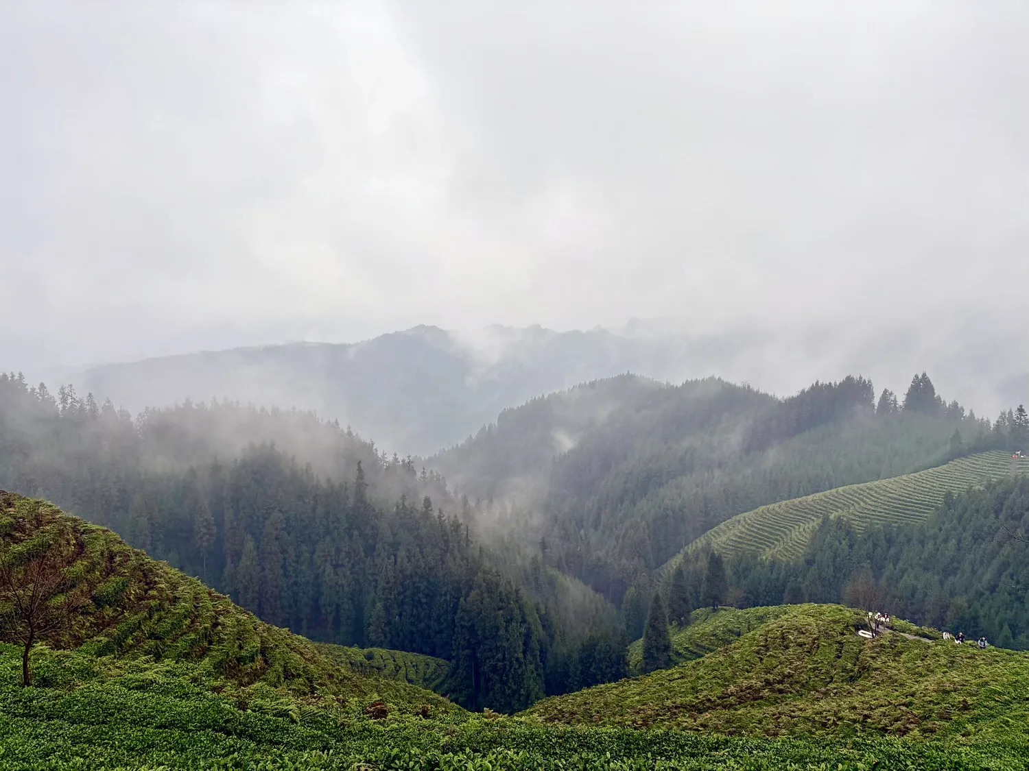 Sichuan Hongya Fuxing Town Tea Mountain