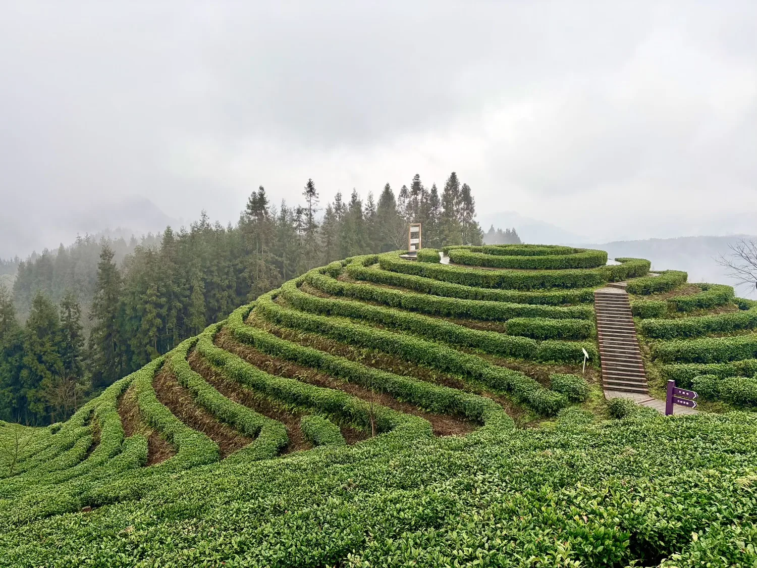 Sichuan Hongya Fuxing Town Tea Mountain
