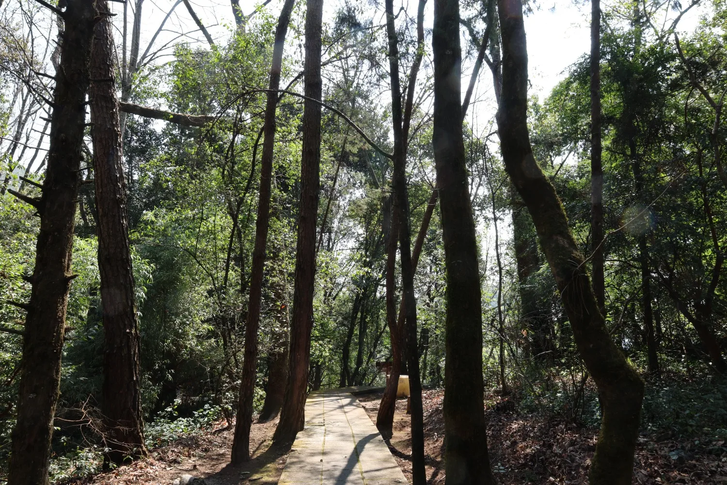 The Ancient Static Zen Tree