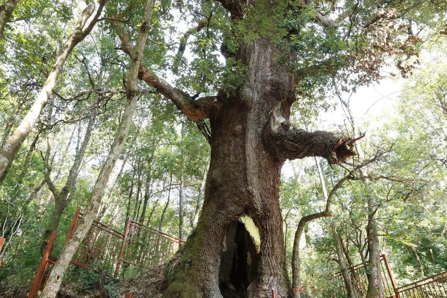 The Ancient Static Zen Tree