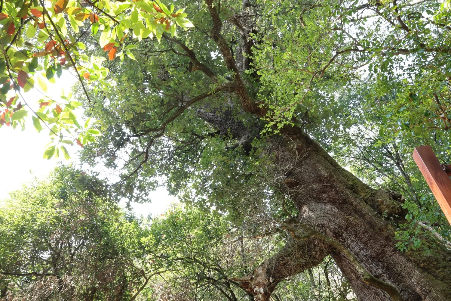 The Ancient Static Zen Tree