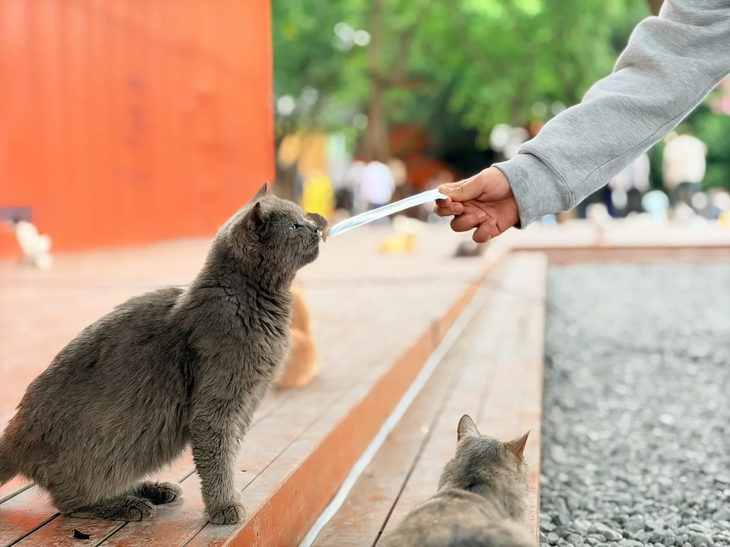 Feeding a cat at Chongqing Firefly Harbour Cat Themed Park