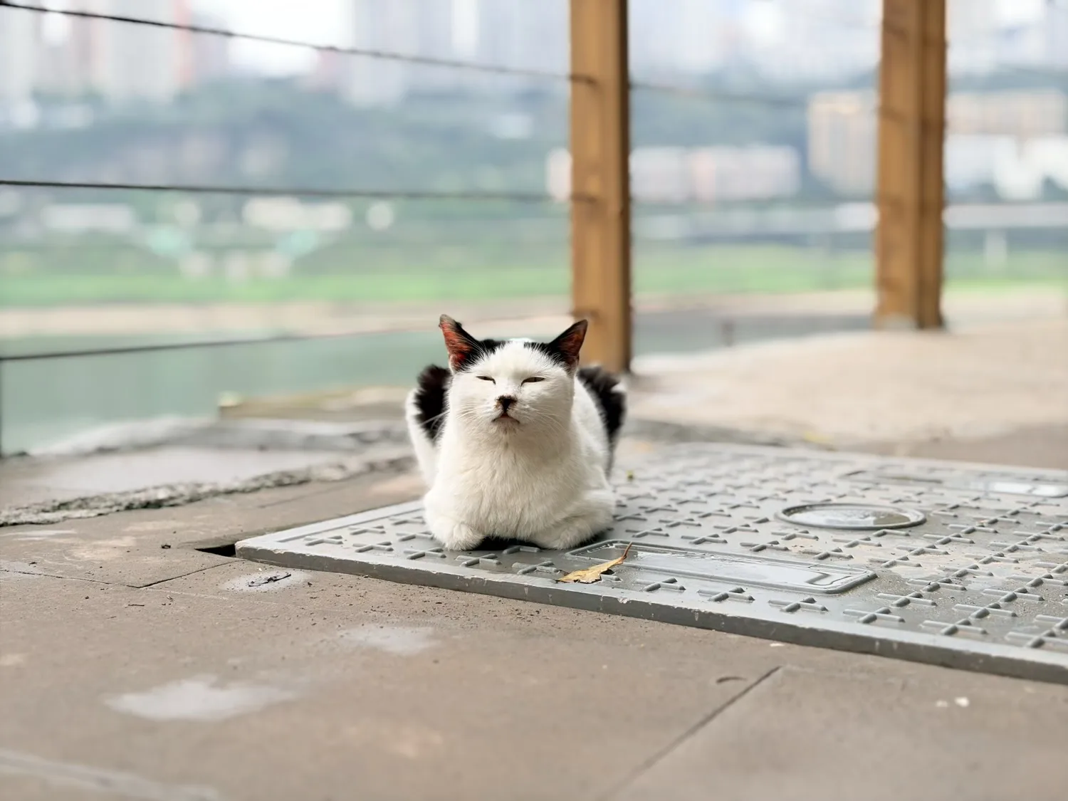 Chongqing Firefly Harbour Cat Themed Park