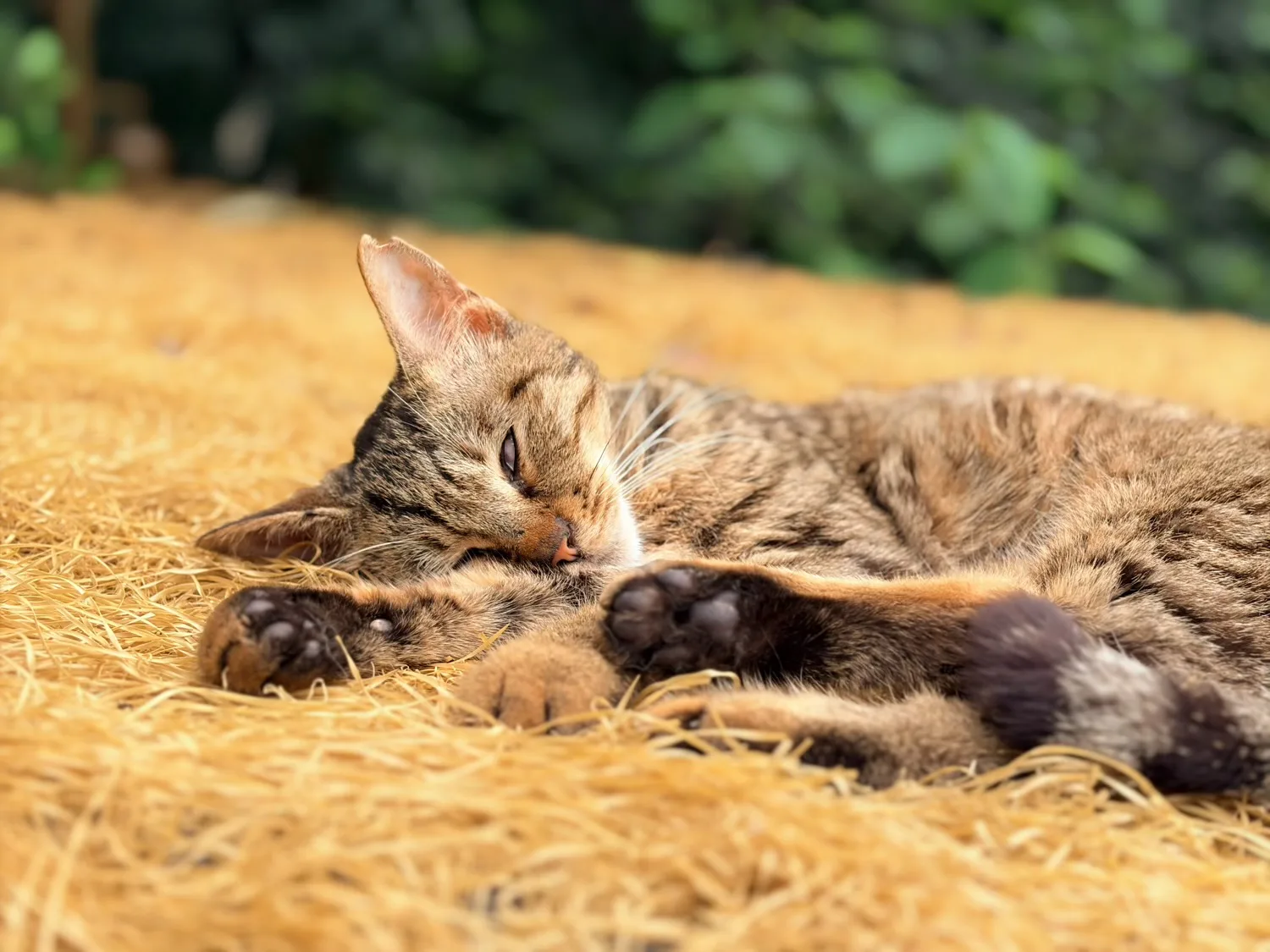 Chongqing Firefly Harbour Cat Themed Park