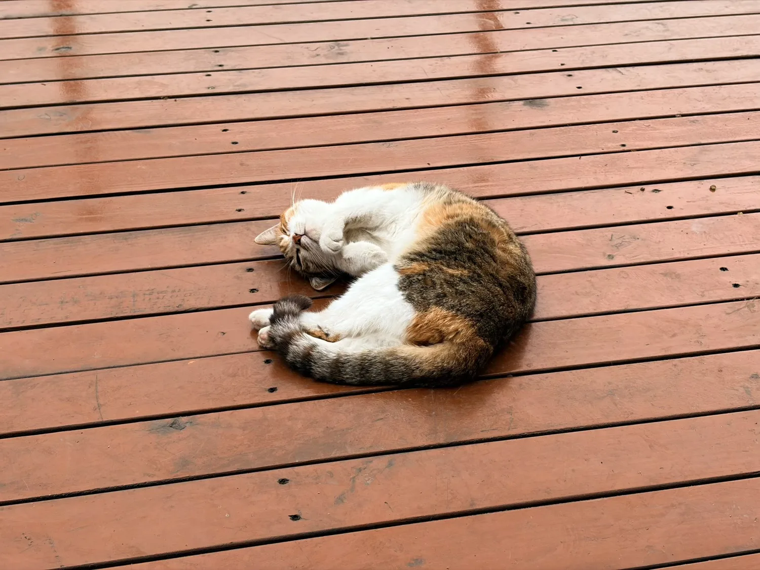 Chongqing Firefly Harbour Cat Themed Park