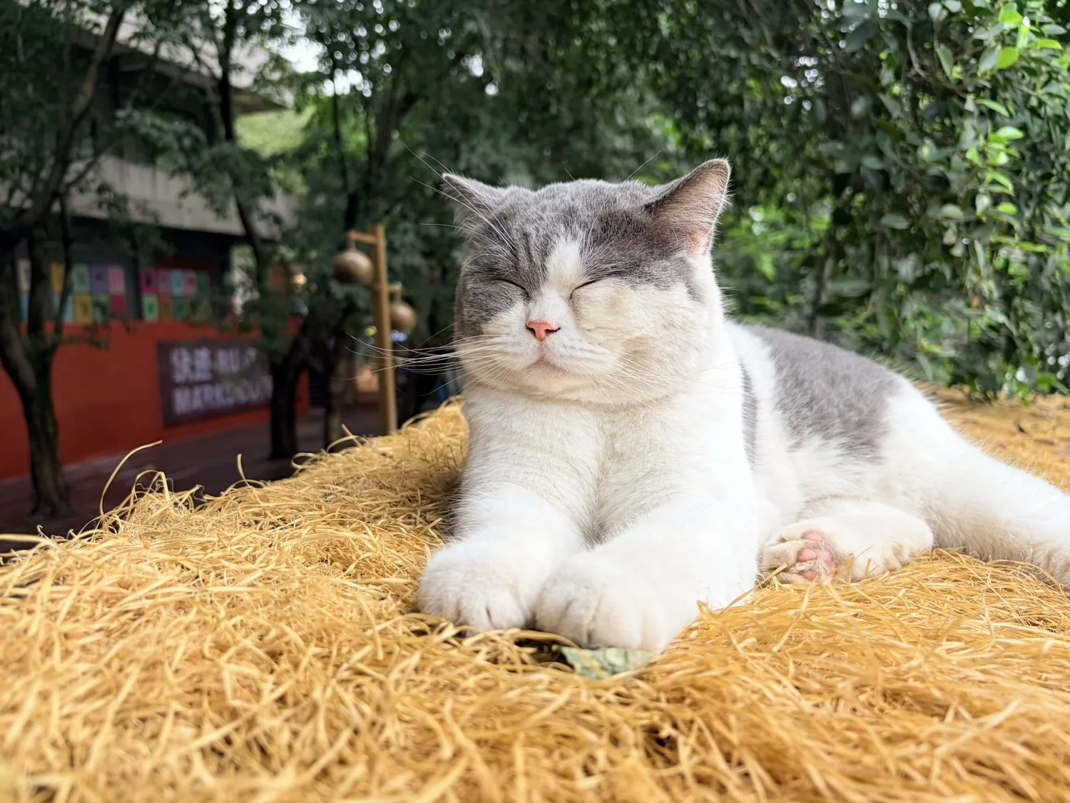 Chongqing Firefly Harbour Cat Themed Park